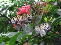 Butterfly Farm in Aruba