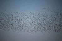 Snow Geese