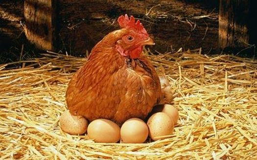 Themes: hen's eggs (2)