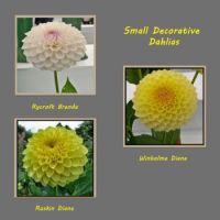 Small Decorative Dahlias