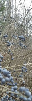 Blue berries -- but don't eat them.