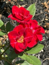 Red roses