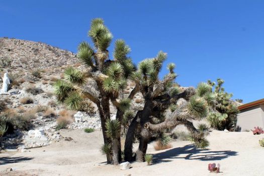 Chollas Cactus in High Desert
