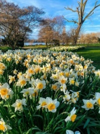 William Wordsworth's "Daffodils"