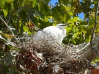 Young snowy egret in nest