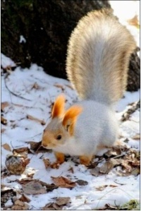 Veverka_Squirrel