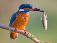 kingfisher catching fish