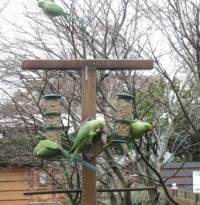 Impie's Bird Restaurant where you can eat with your 'fingers' ☺☺☺