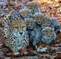 Cheetah and many cubs