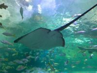 Manta Ray at Ripley's Aquarium in Toronto