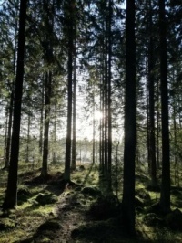 Forest puzzles | Jigidi.com