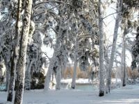 snow_trees_winter