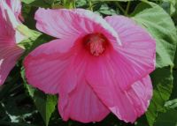 Flower garden