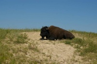 Buffalo