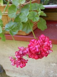 Flowers...