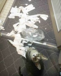 Toilet paper 0 Cat 1