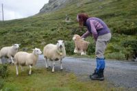Norské ovečky