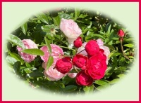 In my brother's garden.  In mijn broers tuin.