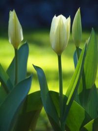 White Emperor tulips