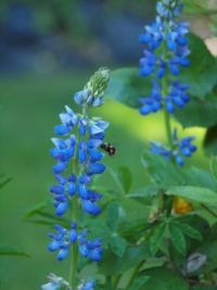 Bee visiting lupine