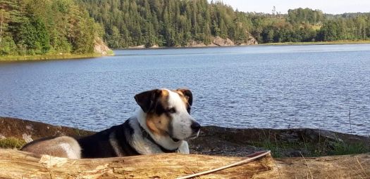 Hund am See/Schweden