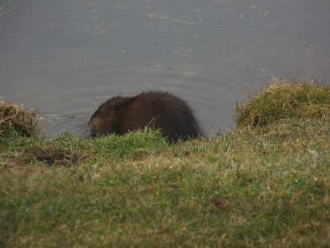 Muskrat