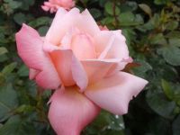 Octavia pink