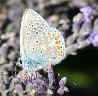 Male Common Blue on lavender.