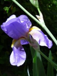 Lavender and Yellow Iris