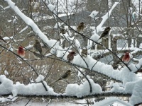 Waiting their turn at the feeder