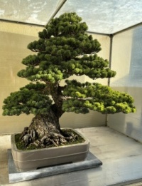 Bonsai Tree