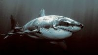Shark