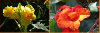 Canna Lily collage.