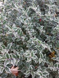Frosted Holly