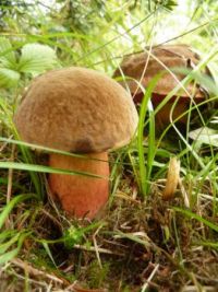 mushrooms_Neoboletus luridiformis
