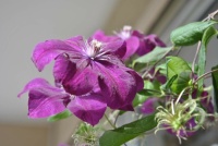 clematis