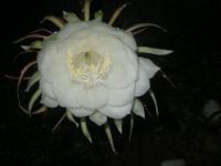 My Flower Bakawali