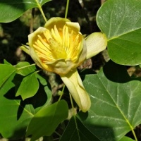 Liliovník tulipánokvětý - zámecká zahrada Sychrov