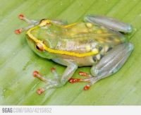 Transparant Frog