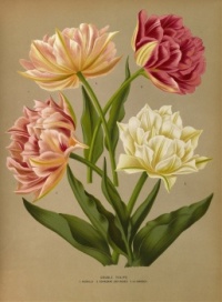 Arentina Hendrica Arendsen- double tulips 1 murillo 2 couronne-des-roses 3 la candeur