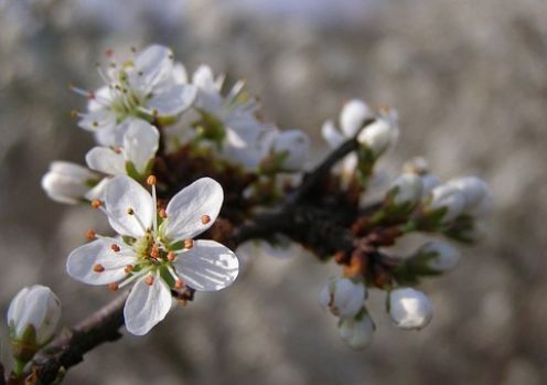 Blackthorn Blossoms (Mar17P51px)