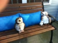Patio 3 Owls on a Bench 6-2-13