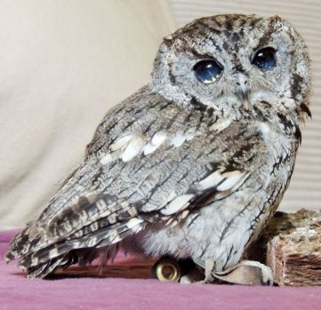 Zeus, the Rescued Blind Owl with Stars in his Eyes