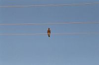 Bird on a wire