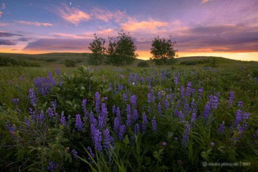 Lupine meadow, sunset