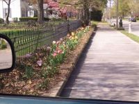 My moms neighbors tulips wish I had such a fancy display