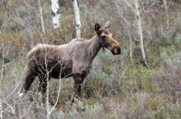 Moose at Pine Creek Pass, Idaho