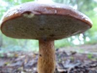 Mushrooms: Checking the under-side, whether it is the eatable King Bolete (Eekhoorntjesbrood)