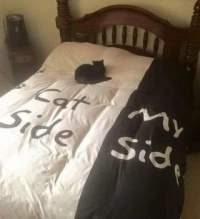 Cat side...