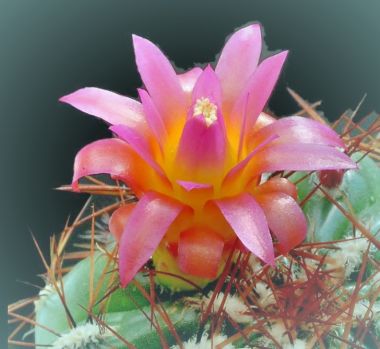 Solve Cactus, Kaktus jigsaw puzzle online with 42 pieces